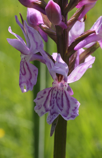 Dactylorhiza fuchsii, Dischingen.