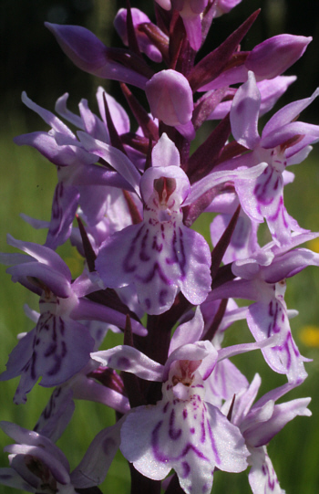 Dactylorhiza fuchsii, Dischingen.