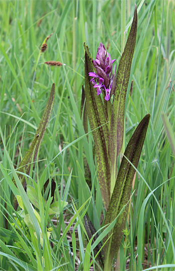 Dactylorhiza incarnata, Landkreis Dachau.