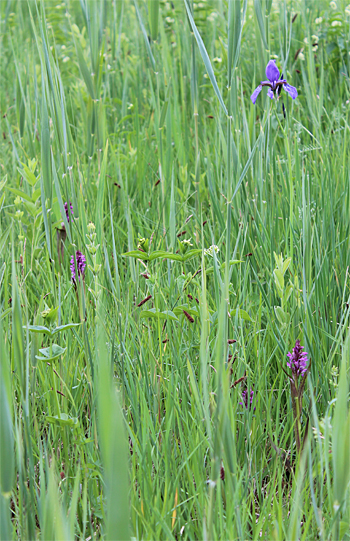 Dactylorhiza incarnata, Landkreis Dachau.