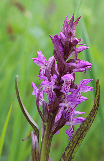 Dactylorhiza incarnata, Landkreis Dachau.