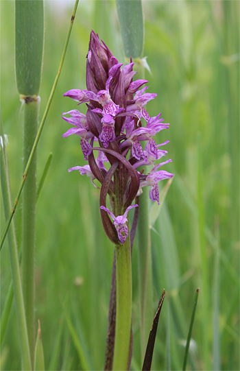 Dactylorhiza incarnata, Landkreis Dachau.