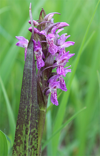 Dactylorhiza incarnata, Landkreis Dachau.