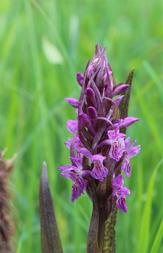 Dactylorhiza incarnata, Landkreis Dachau.