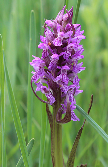 Dactylorhiza incarnata, Landkreis Dachau.