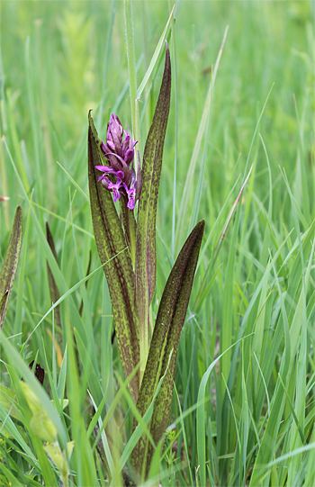 Dactylorhiza incarnata, Landkreis Dachau.