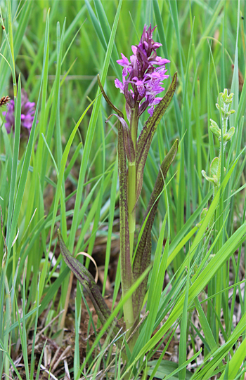 Dactylorhiza incarnata, Landkreis Dachau.