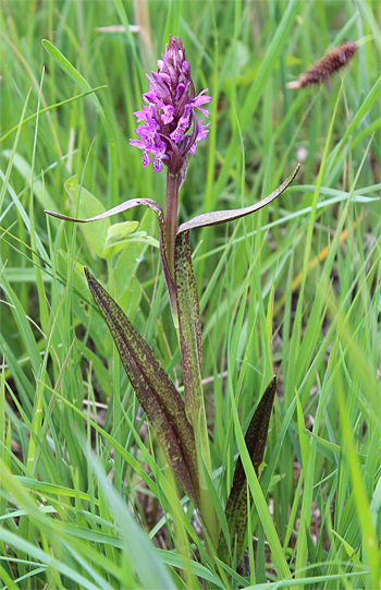 Dactylorhiza incarnata, Landkreis Dachau.