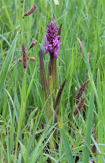 Dactylorhiza incarnata, Landkreis Dachau.