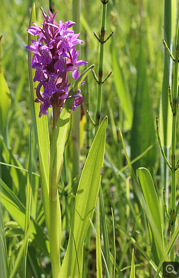 Dactylorhiza incarnata, Landkreis Rosenheim.