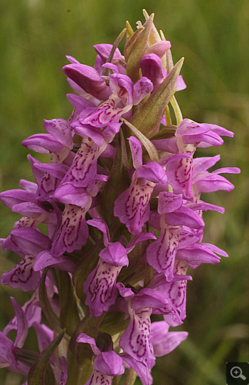 Dactylorhiza incarnata, Eschenlohe.