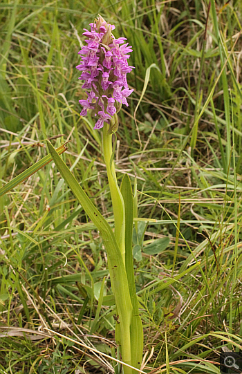 Dactylorhiza incarnata, Eschenlohe.