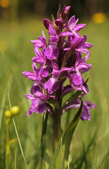 Dactylorhiza incarnata, district Dillingen.