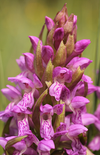 Dactylorhiza incarnata, district Dillingen.