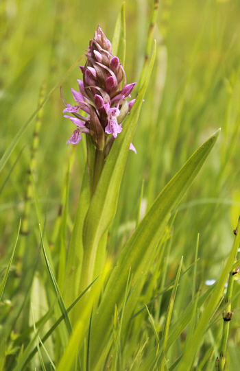 Dactylorhiza incarnata, Landkreis Dillingen.