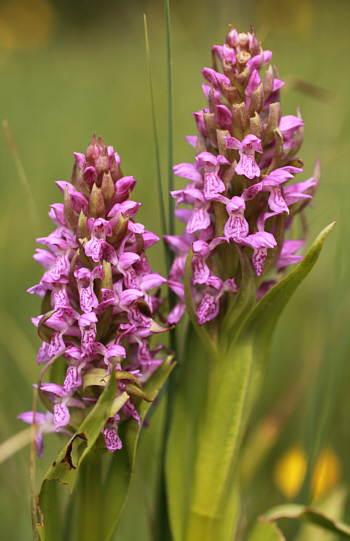 Dactylorhiza incarnata, Landkreis Dillingen.