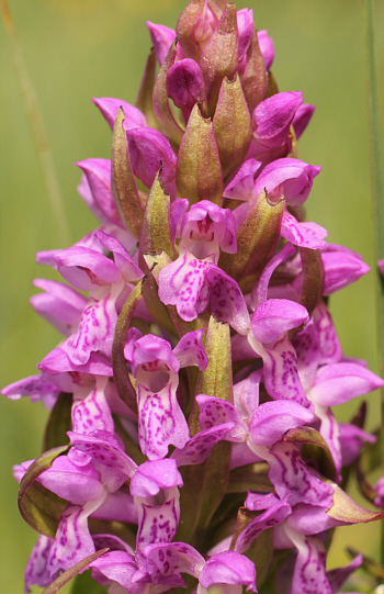 Dactylorhiza incarnata, district Dillingen.