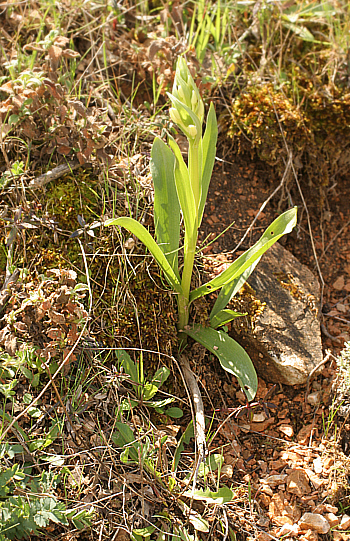 Dactylorhiza insularis, Lanusei.