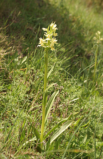 Dactylorhiza insularis, Lanusei.