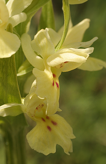 Dactylorhiza insularis, Lanusei.