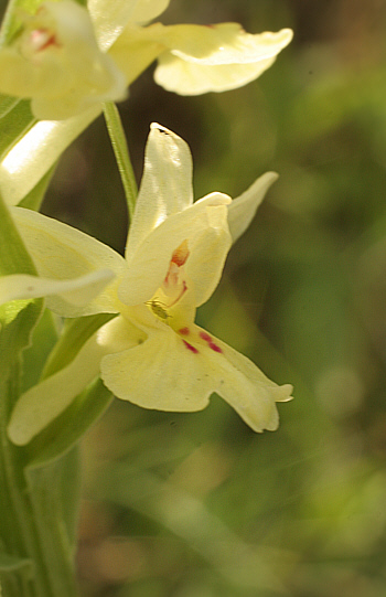 Dactylorhiza insularis, Lanusei.