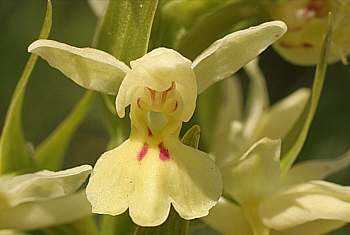 Dactylorhiza insularis, Lanusei.