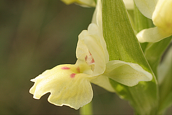 Dactylorhiza insularis, Lanusei.