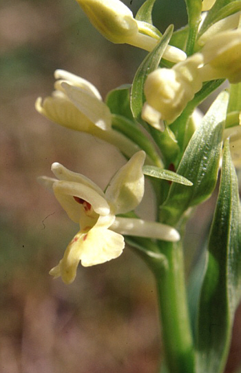 Dactylorhiza insularis, Castel del Piano.