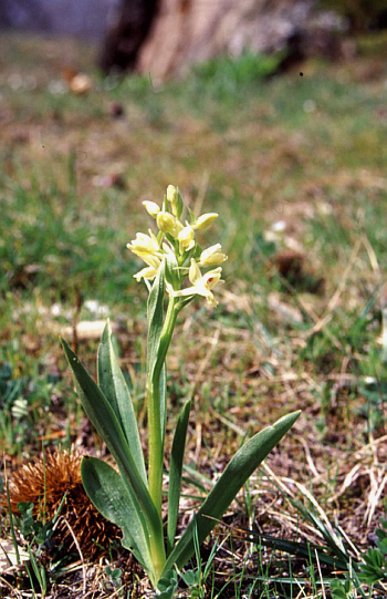 Dactylorhiza insularis, Castel del Piano.