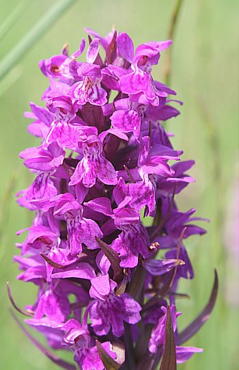 Dactylorhiza majalis, bei Nördlingen.