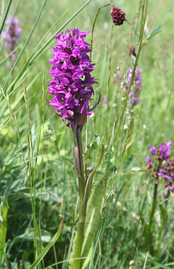 Dactylorhiza majalis, bei Nördlingen.