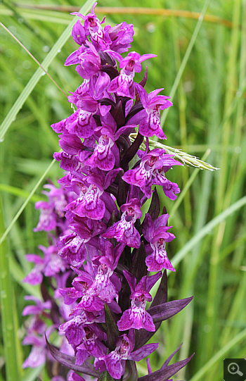 Dactylorhiza majalis, Geigelstein.