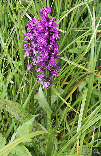 Dactylorhiza majalis, Geigelstein.