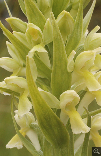 Dactylorhiza ochroleuca, Eschenlohe.