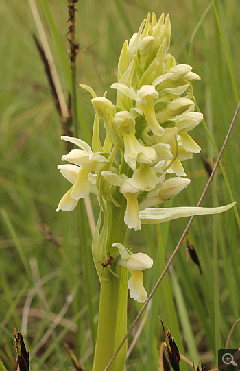 Dactylorhiza ochroleuca, Eschenlohe.