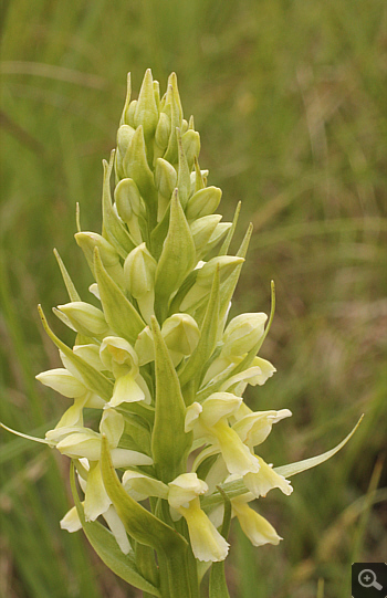 Dactylorhiza ochroleuca, Eschenlohe.