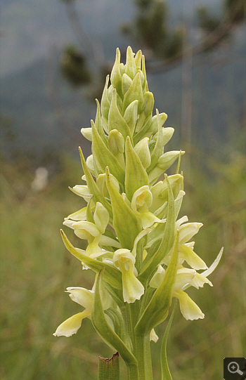 Dactylorhiza ochroleuca, Eschenlohe.