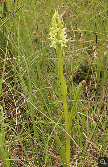 Dactylorhiza ochroleuca, Eschenlohe.