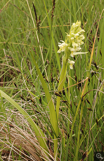 Dactylorhiza ochroleuca, Eschenlohe.