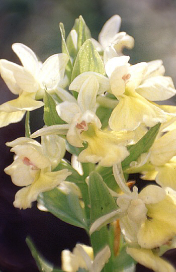 Dactylorhiza romana, Neo Chorio.