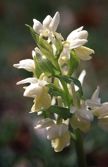 Dactylorhiza romana, Castel del Piano.