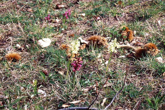 Dactylorhiza romana, Castel del Piano.