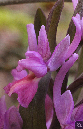 Dactylorhiza romana, Agios Nikolaos.