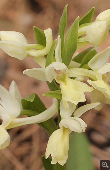 Dactylorhiza romana, Karies.