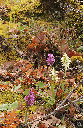 Dactylorhiza romana, Agios Nikolaos.