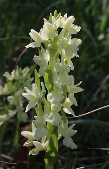 Dactylorhiza romana, Monte Sacro.