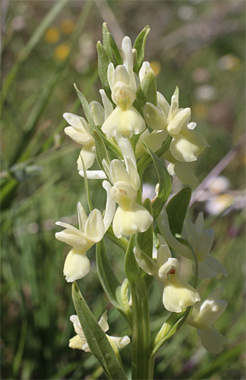 Dactylorhiza romana, Monte Sacro.