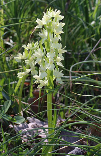Dactylorhiza romana, Monte Sacro.
