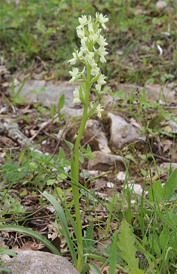 Dactylorhiza romana, Cagnano Varano.