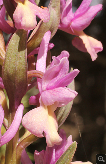 Dactylorhiza romana, Agios Nikolaos.